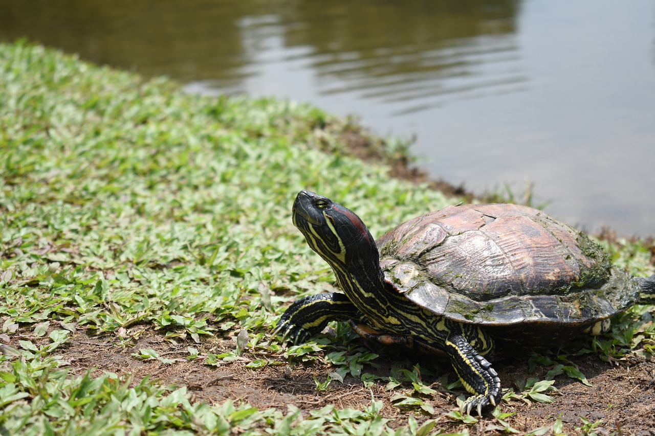 Should You Keep Your Aquatic Turtle Outdoors? - The Tye-Dyed Iguana