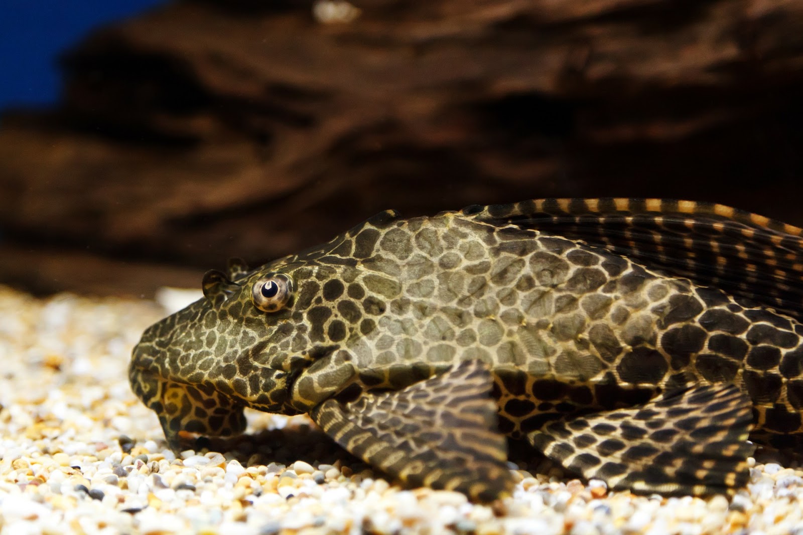 Which Aquatic Species Help Keep the Tank Clean from Algae? - The Tye-Dyed  Iguana - Reptiles and Reptile Supplies in St. Louis.