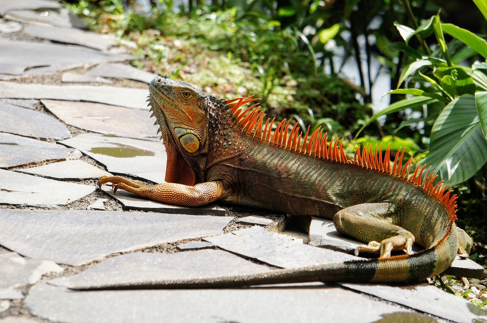 basking light for iguana