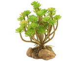 Zoo Med Naturalistic Desert Flora Tree Houseleek