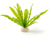 Bird's Nest Fern