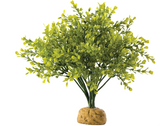 Calcarea Boxwood