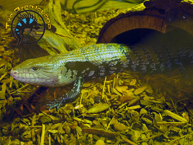 Blue Tongue Skink - Tiliqua spp. - The Tye-Dyed Iguana