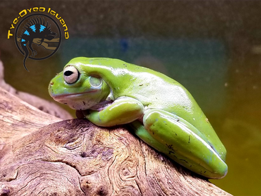 Australian White's Tree Frog - Ranoidea caerulea