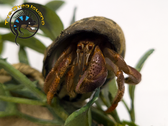 Hermit Crab (Medium) - Coenobita clypeatus