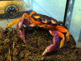 Halloween Moon Crab - Gecarcinus quadratus