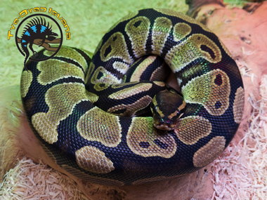 Ball Python (Adult) - Python regius - The Tye-Dyed Iguana