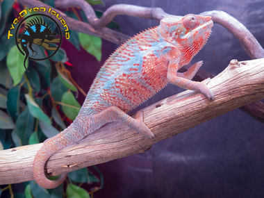 Panther Chameleon (Mixed Locale) - Furcifer pardalis - The