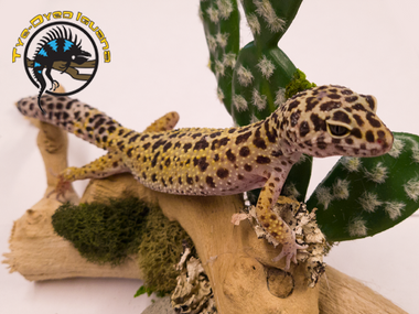 洋書　LEOPARD GECKOS: The Next Generations Leopard Gecko Morphs And Leopard Geckos The Next Generation
