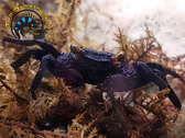 Vampire Crab - Geosesarma sp