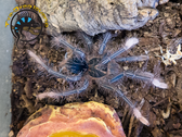 Goliath Pinkfoot Tarantula - Theraphosa apophysis