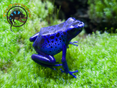 Blue Azureus Dart Frog - Dendrobates tinctorius