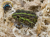 Pixie Frog (African Bull Frog) - Pyxicephalus sp.