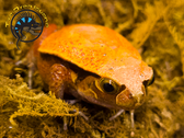 Tomato Frog - Dyscophus guineti