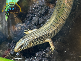 Ocellated Skink - Chalcides ocellatus