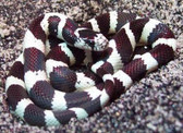 Black & White California Kingsnake - Lampropeltis getula californiae