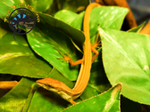 Long Tailed Grass Lizard - Tachydromos