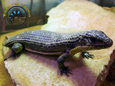 Giant Plated Lizard - Gerrhosaurus validus