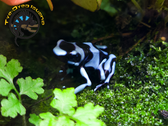 Blue and Black Arrow Frog - Dendrobates auratus