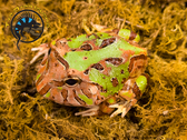 Fantasy Pacman Frog - Ceratophrys hybrid