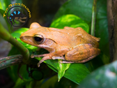 Golden Tree Frog - Polypedates leucomystax