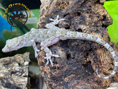 Marbled Gecko - Christinus macmoratus