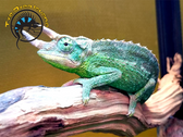 Jackson's Chameleon (Male) - Trioceros jacksonii