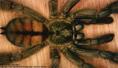 Trinidad Chevron Tarantula - Psalmopoeus cambridgei