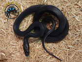 African House Snake - Boaedon lineatus