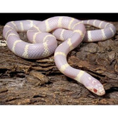 Albino California Kingsnake - Lampropeltis getula californiae