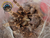 Rear Horned Baboon Tarantula - Ceratogyrus darlingi
