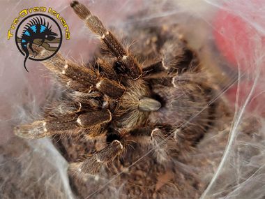 Rear Horned Baboon Tarantula - Ceratogyrus darlingi - The Tye-Dyed