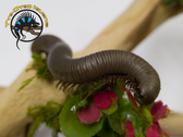 Smokey Oak Millipede - Narceus gordanus