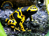 Bumblebee Arrow Frog - Dendrobates leucomelas