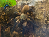 Socotra Island Blue Baboon Tarantula - Monocentropus balfouri