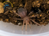 Salmon Pink Birdeater (Sling) - Lasiodora parahybana