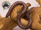 Kenyan Sand Boa (Anery) Baby - Gongylophis colubrinus