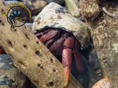 Hermit Crab (Large) - Coenobita clypeatus