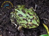 Pacman Frog (Peppermint) - Ceratophrys cranwelli