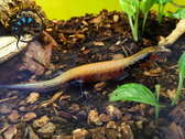 Fire Skink - Riopa fernandi