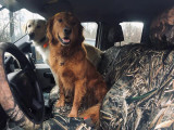 Realtree waterproof camo seat covers on front bench with matching wheel cover, woodland grass and branch print with two dogs.