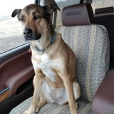A dog sitting on a front passenger seat protected by a tan saddle blanket seat cover, illustrating its durability and pet-friendly material.