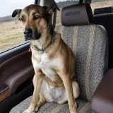 Saddle Blanket seat cover on truck passenger seat with dog seated, grey woven weave and tan vertical stripes.