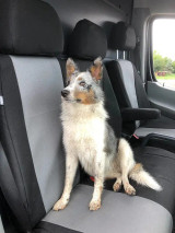 Atomic Pro-Tect seat covers on bench row, light gray centers with black bolsters as a merle dog sits on the middle seat.