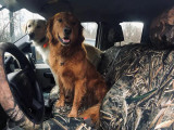 SHEARCOMFORT-RT Luxury Line Realtree Camo 