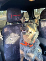 A dog sitting on a front seat protected by a Kryptek® "Typhon" camo seat cover, featuring a dark tactical pattern and a custom red embroidered logo on the headrest.