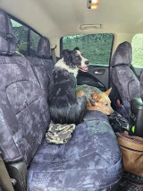 Two dogs sitting on a rear bench seat protected by Kryptek® "Typhon" camo seat covers, demonstrating the heavy-duty, pet-friendly durability of the material.