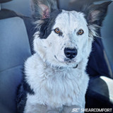 SHEARCOMFORT-CT,SHEARCOMFORT-SCC Dodge Waterproof CORDURA® 