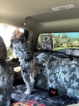 A dog standing on a rear bench seat featuring Kryptek® Waterproof Camo seat covers in the "Typhon" pattern, demonstrating the material's durability and pet-friendly protection.
