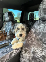 A fluffy dog sitting on the center console of a truck, with front seats protected by custom-fit Kryptek® Waterproof Camo seat covers in the tactical "Typhon" pattern.